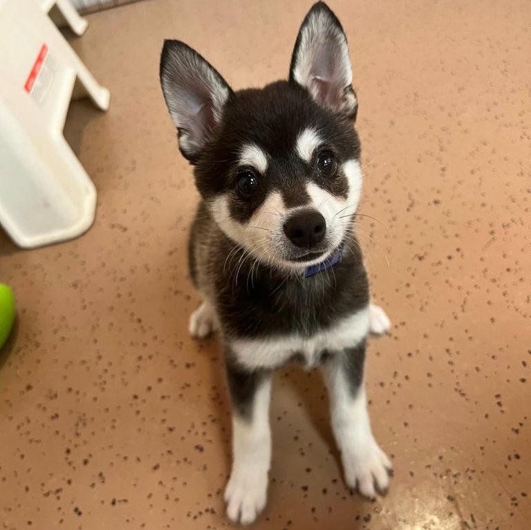Charming Alaskan Klee Kai Puppies USA Guide for Prospective Owners
