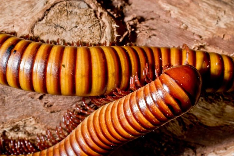 Wasp and Bed Bug Precision: Brampton and Mississauga Solutions