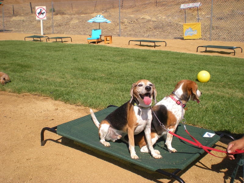 A Neighborly Haven for Dogs: Inside a Top Dog Hotel