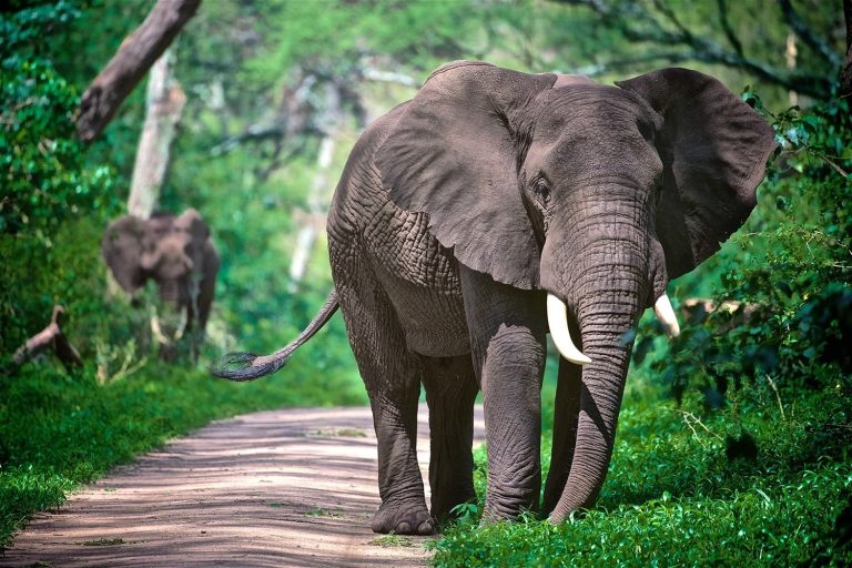 Discover Tanzania: Your Guide to an Unforgettable Tour Package