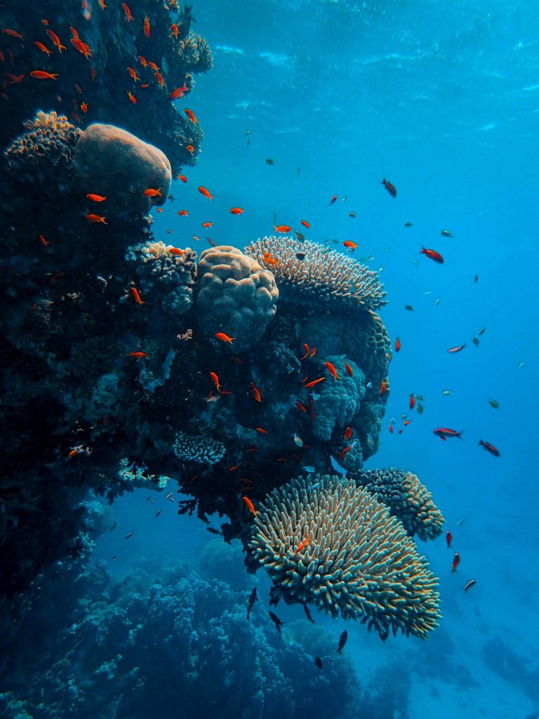 Dive, glide, and unearth secret shores on a red sea voyage