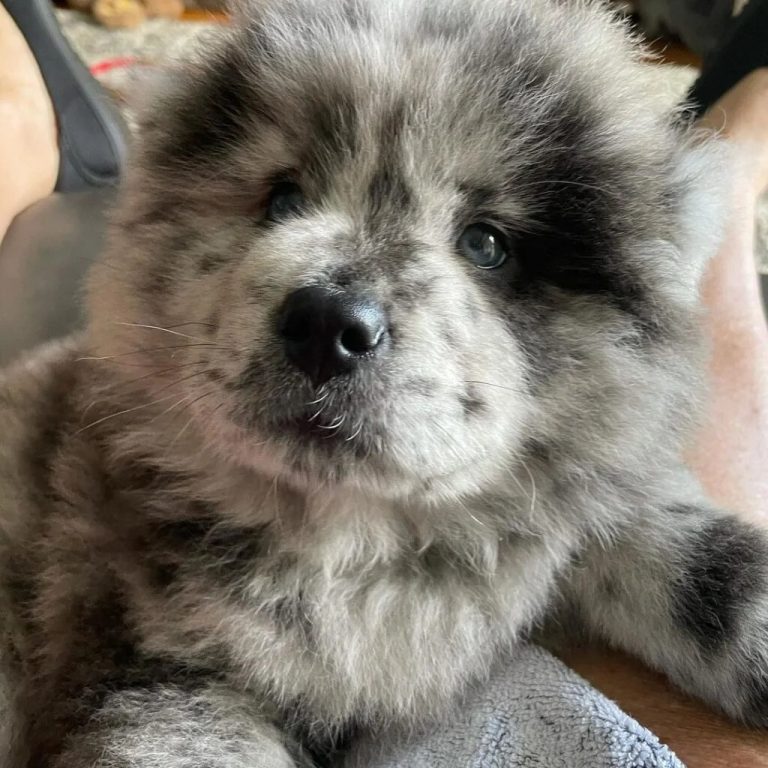 Chow Chow Socialization and Training for Happy, Safe Companions