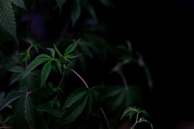Discover a Trusted Cannabis Stop in Bethesda