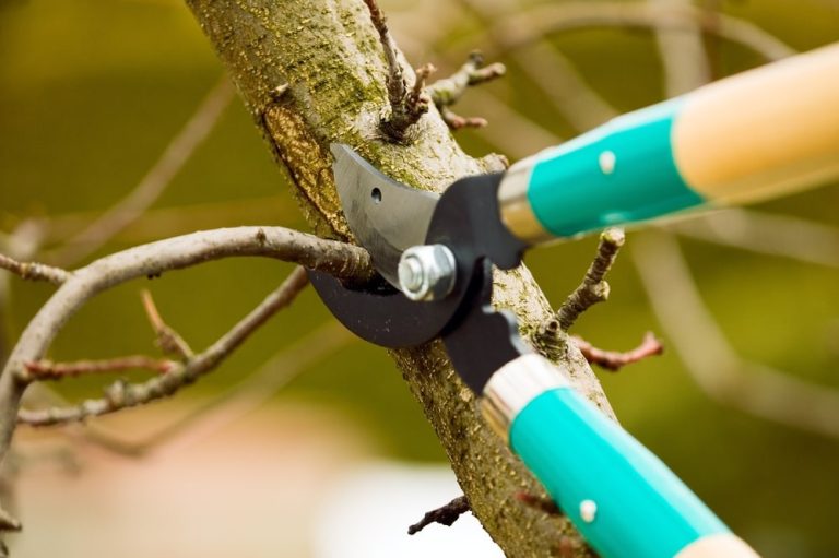 Smart tree care for Elk Grove homes