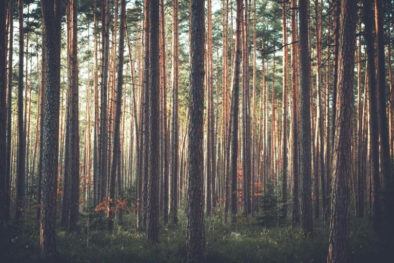 The Practical Guide to Tree Care in Town
