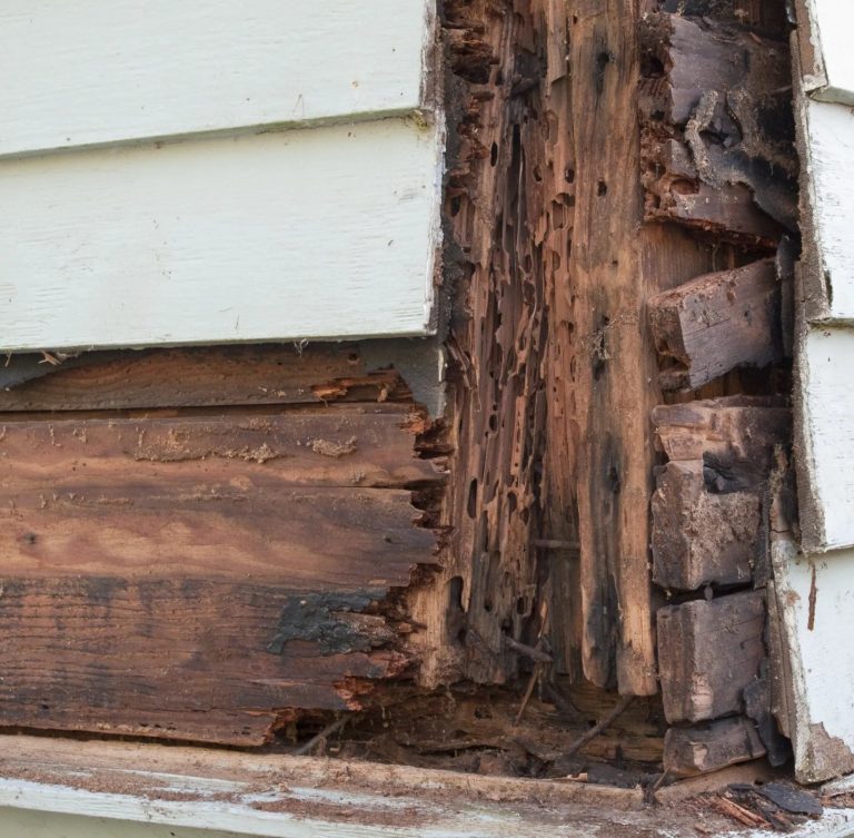 Termite check and smart pest care you can trust