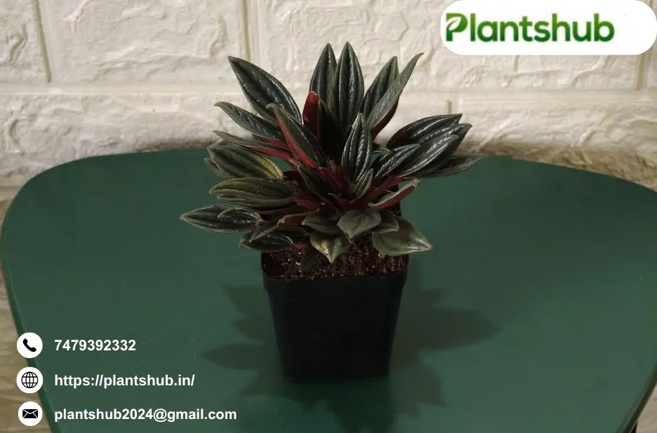 Discover Top-Quality Fruit Plants for Your Garden