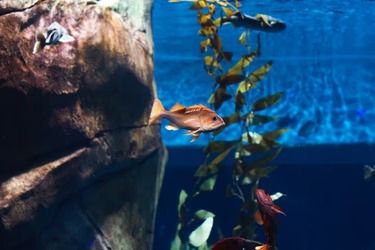 Comfort and practicality for UK cat lovers