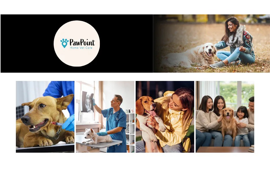 Compassionate At Home Euthanasia Calgary Services for Peaceful Pet Farewells