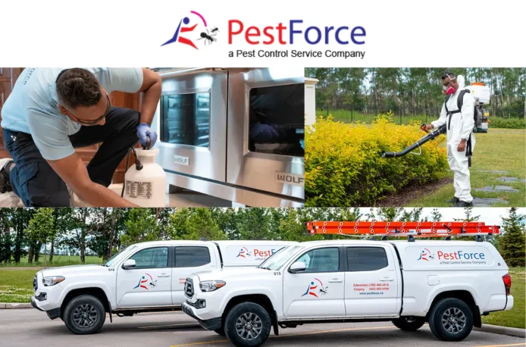 Effective Seasonal Pests Treatment Solutions to Protect Your Home Year-Round