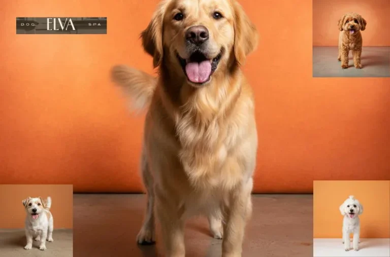 Professionelle Hundefriseurin in Wien – Fachgerechte Fellpflege für Ihr Haustier