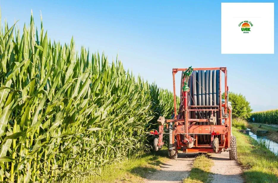 Buy Farming Seeds Online for High-Quality Crops and Successful Harvests