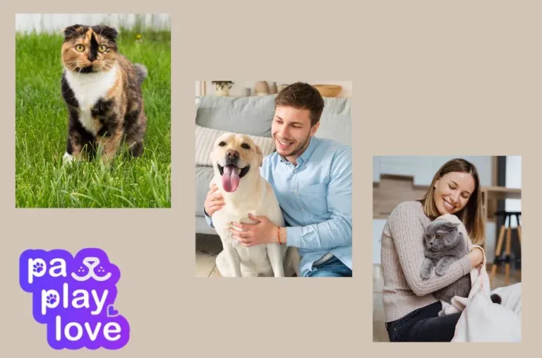 Find Kitten Play Dates Near Me – Connect with Local Furry Friends Today