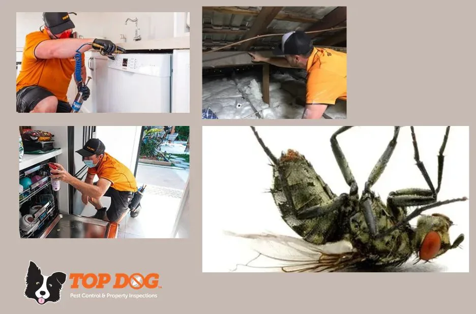 Comprehensive Pest Inspections Gold Coast for a Pest-Free Home