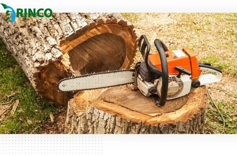 Expert Tree Root Removal Melbourne Services for Safe and Efficient Root Extraction