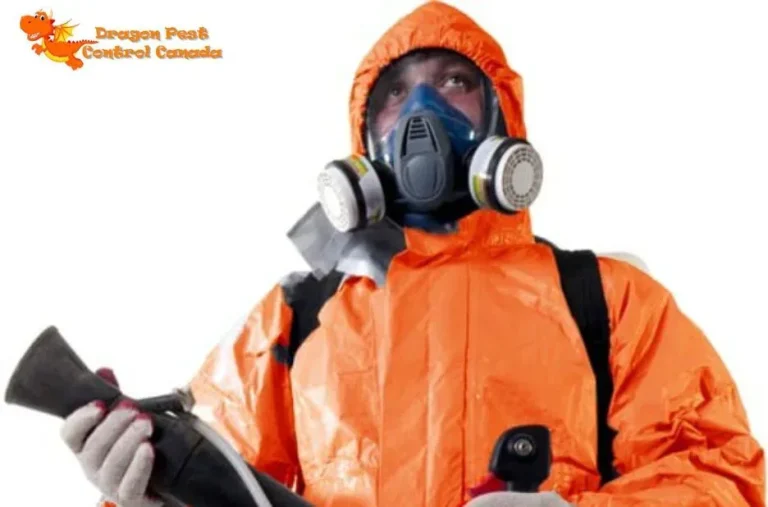 Top Edmonton Pest Control Services for Safe and Effective Pest Management
