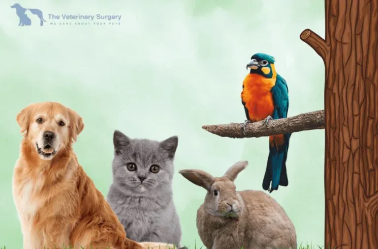24/7 Emergency Vet Qatar Services for Immediate and Expert Pet Care