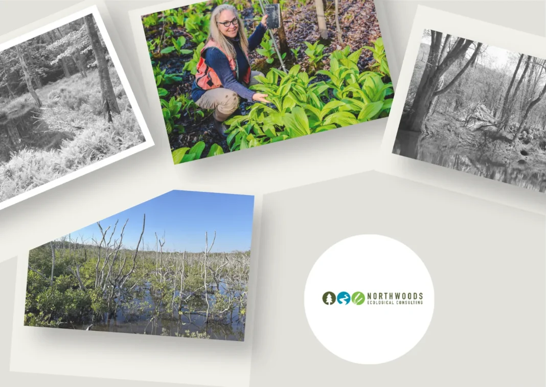Expert Wetland Mitigation Services in New York for Effective Environmental Restoration