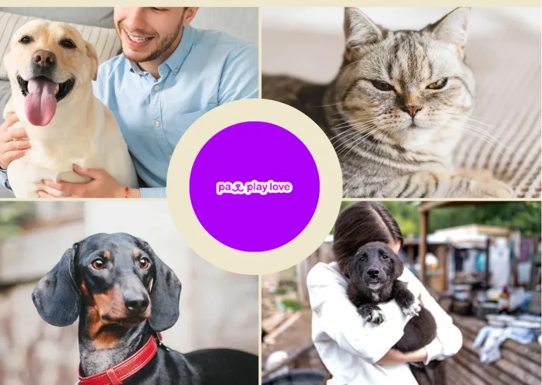 Cats Dating Website – Connect Your Feline Friends for Purr-fect Matches Today