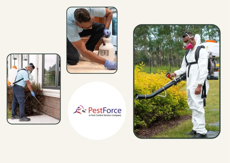 Calgary Bee Removal Services | Humane and Eco-Friendly Bee Relocation Experts