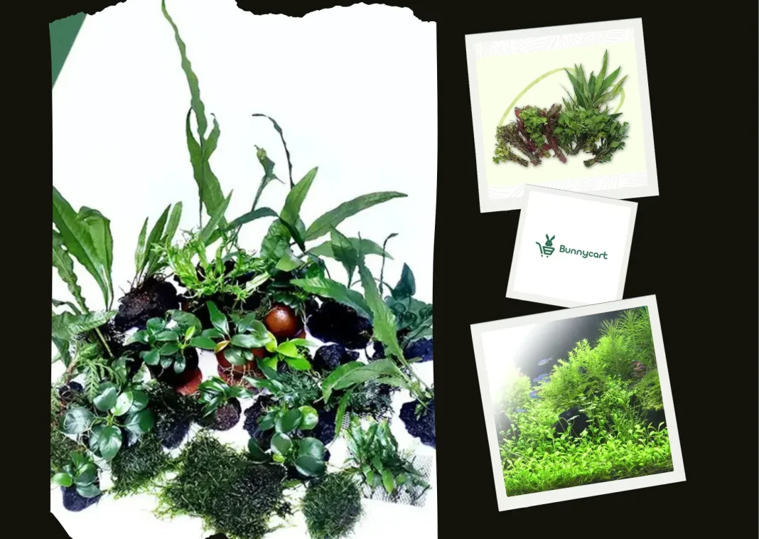 Buy Aquarium Plants Online India – Fresh, Quality Aquatic Plants Delivered Nationwide