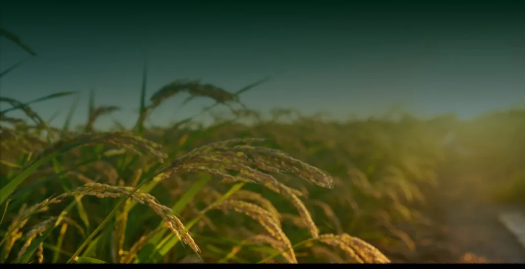 Top Rice Supplier for Supermarkets Nigeria Delivering Premium Quality and Reliable Supply