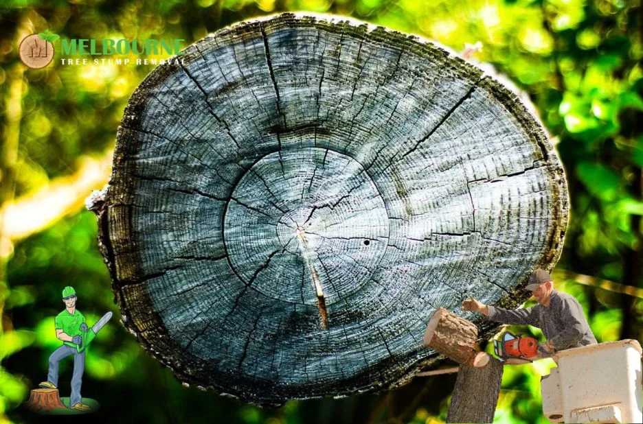Expert Stump Removal Caroline Springs Services for Clean and Safe Outdoor Spaces