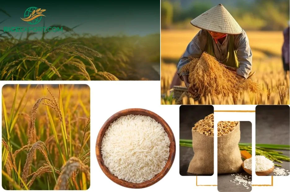 Top Rice Distributors Nigeria Wholesale for Quality Indian Rice and Reliable Supply
