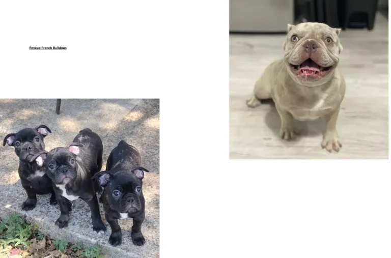 How to Rescue French Bulldogs: A Complete Guide to Adoption and Care