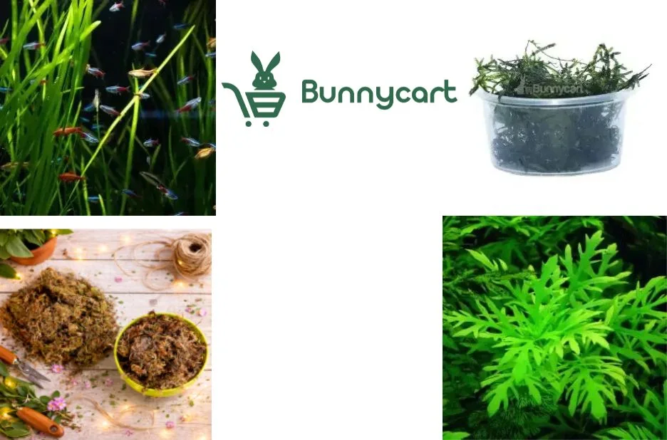 Top Benefits and Care Tips for Floating Aquarium Plants to Enhance Your Tank