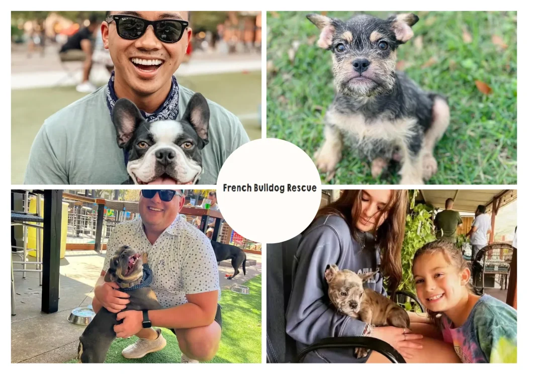 How to Rescue a French Bulldog and Provide a Loving Forever Home