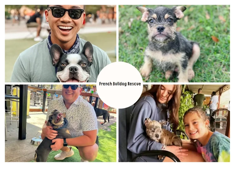 How to Rescue a French Bulldog and Provide a Loving Forever Home