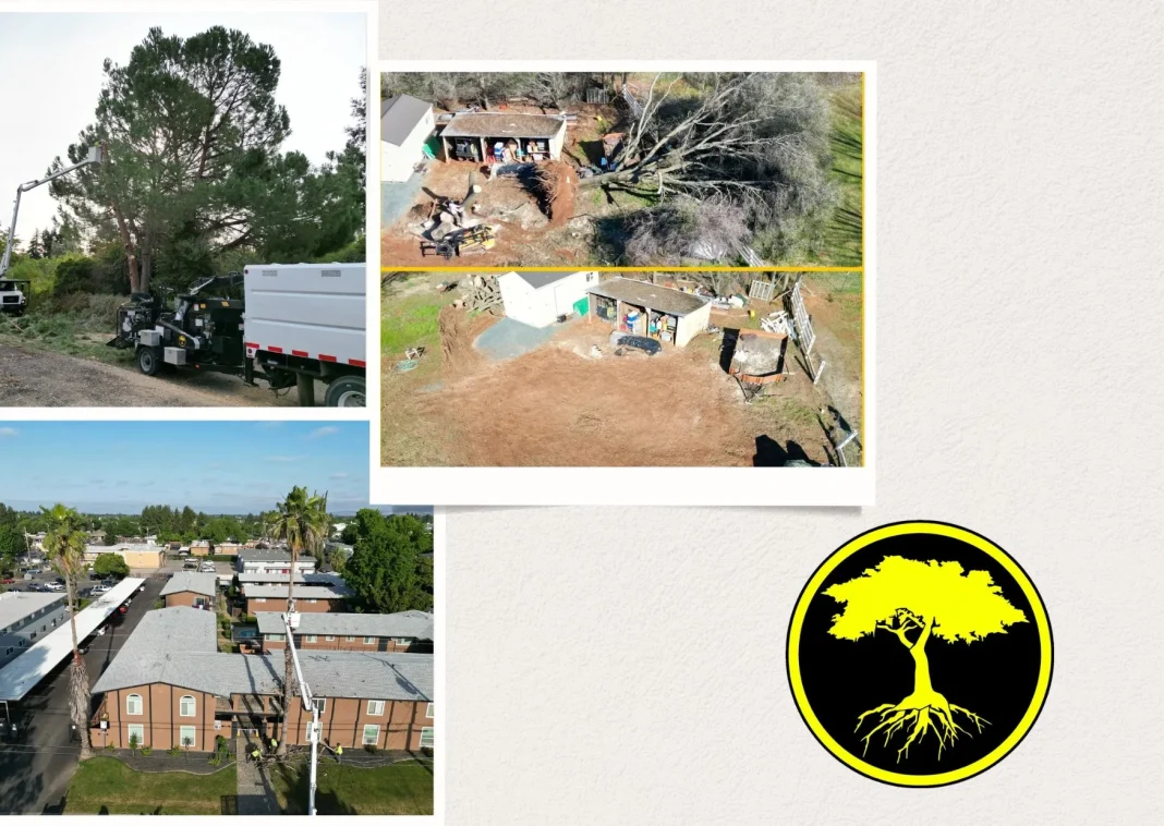 Professional Commercial Residential Tree Service for Expert Outdoor Care