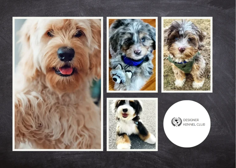 How to Get Papers for Your Puppy Easily and Secure Official Registration