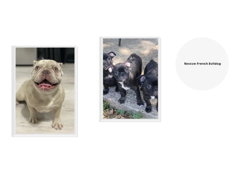 French Bulldog Adoption Guide: How to Find and Care for Your New Companion