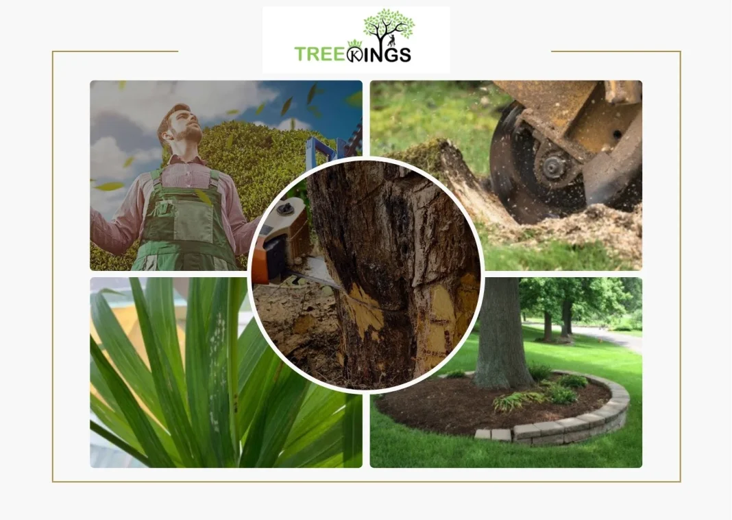 Expert Stump Removal Craigiburn Services for Pristine Outdoor Spaces