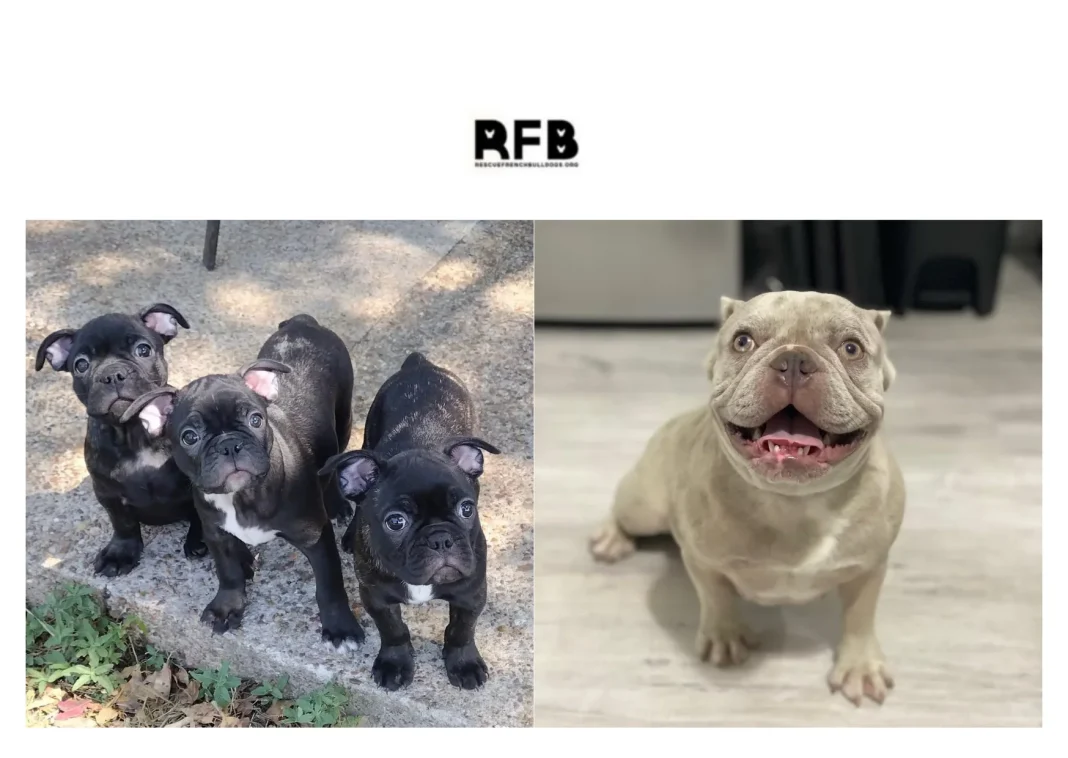 French Bulldog Rescue: How to Support and Adopt Needy French Bulldogs Safely