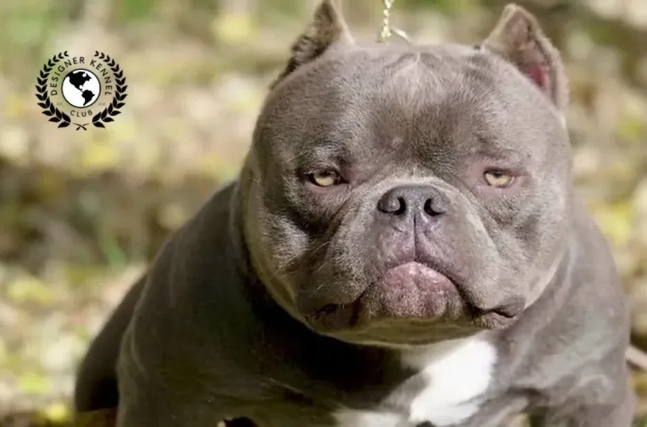 Essential Steps to Secure American Bully Registration for Your Dog Without Papers