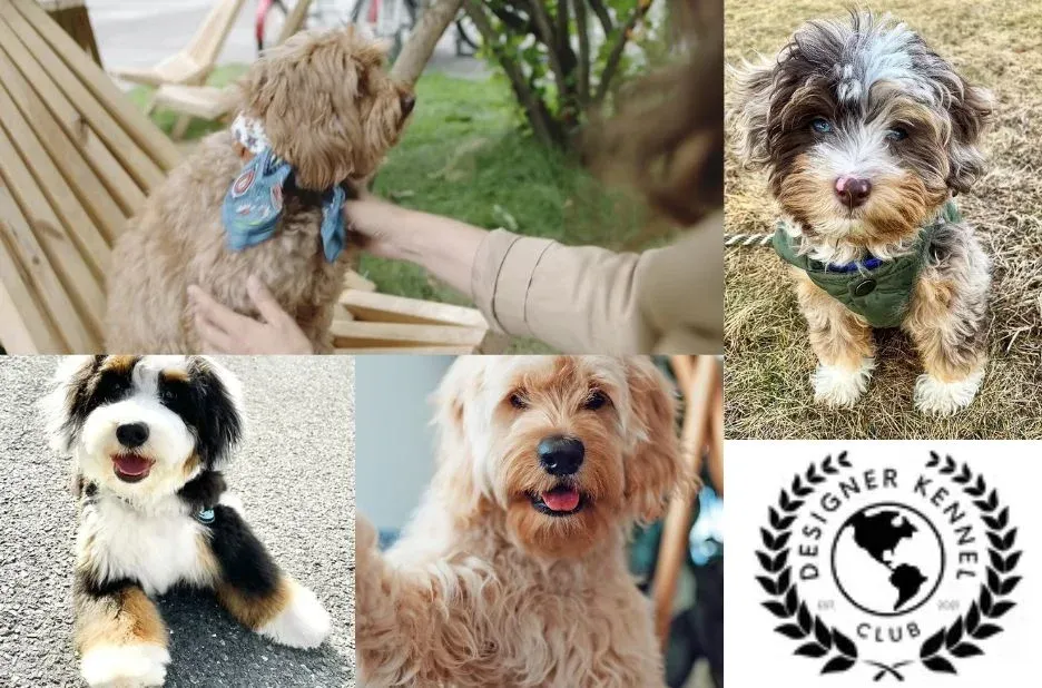 How to Register a Puppy: Key Benefits and Step-by-Step Process