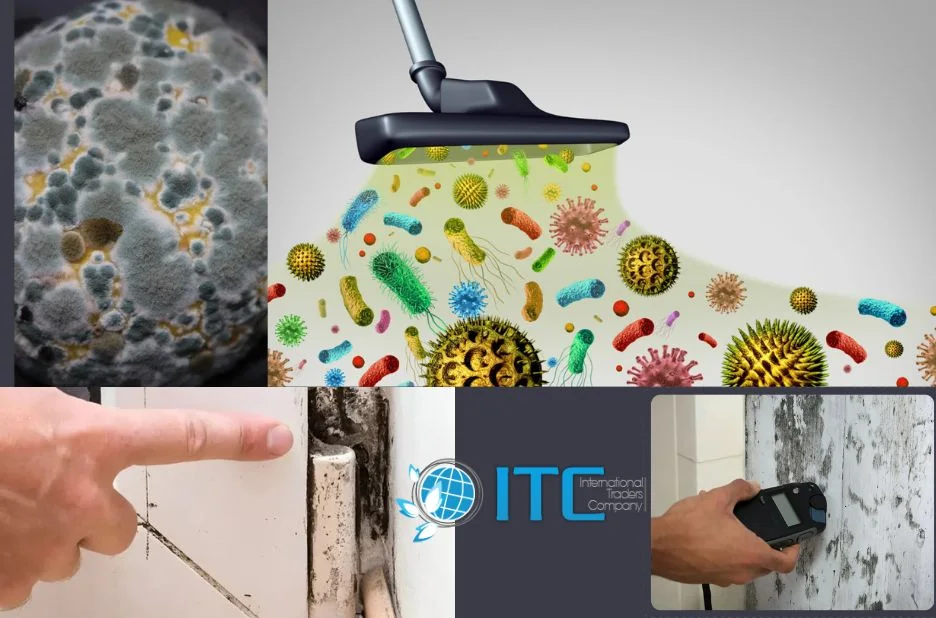 How to Choose Reliable Commercial Mould Remediation Services in Caloundra for Your Business