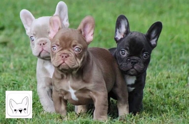 French Bulldog for Sale: Buyer-First Checklist to Choose the Right Puppy