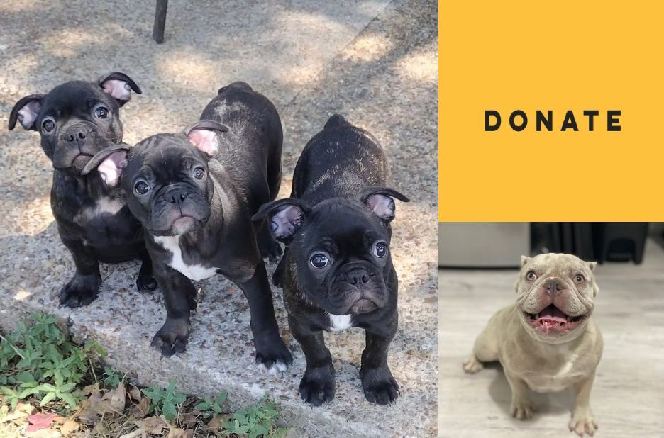 Find Frenchie Puppies Near Me: Rescue vs Breeder Options Compared