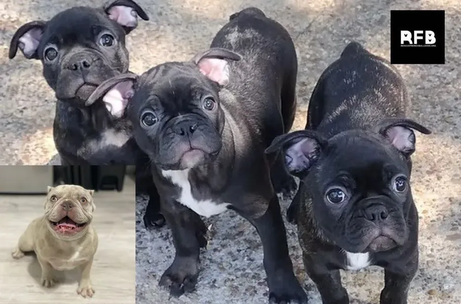How Trust and Proven Care Guide French Bulldog Rescue Success
