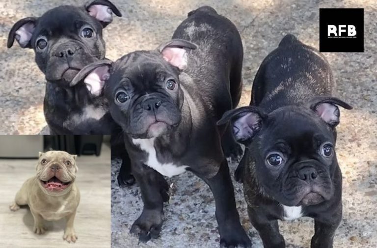French Bulldog Rescue Checklist: What to Verify Before You Adopt