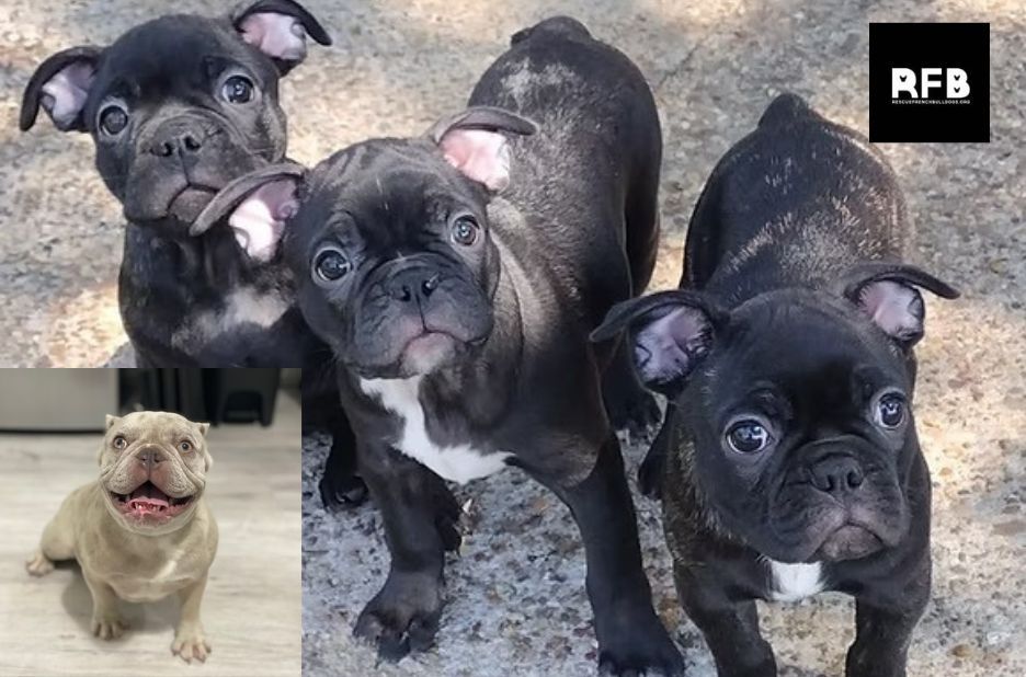 French Bulldog Rescue Checklist: What to Verify Before You Adopt