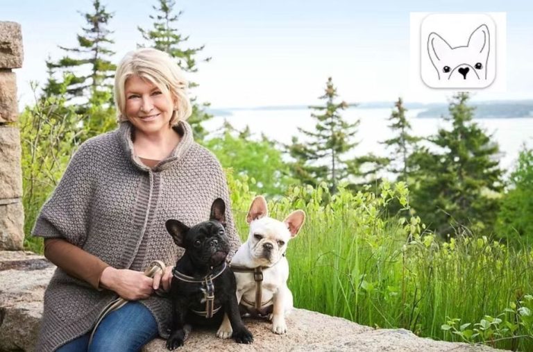 How to Get Papers for a Dog: Choosing the Right Registration Service