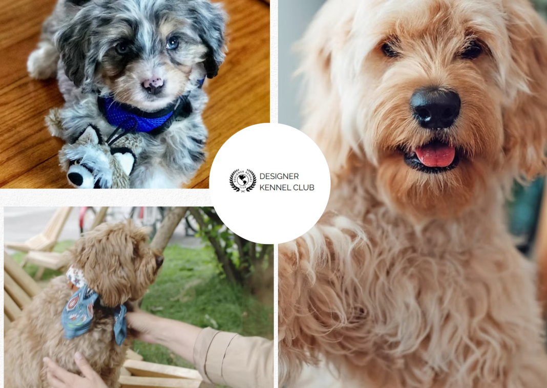 Benefits of Registering a Designer Dog Without AKC