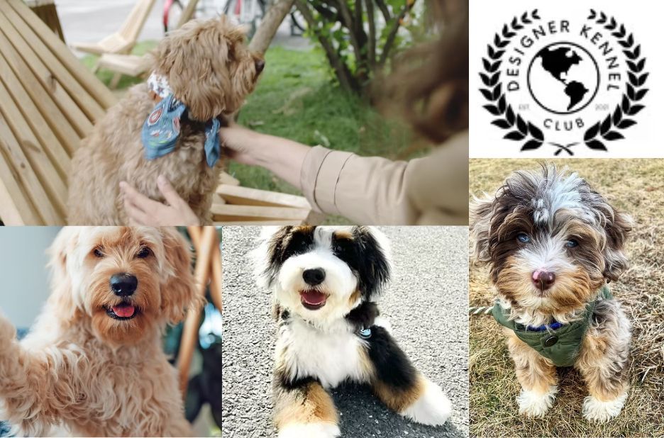 Local Aussie Bichon Registration Guide for Pet Owners