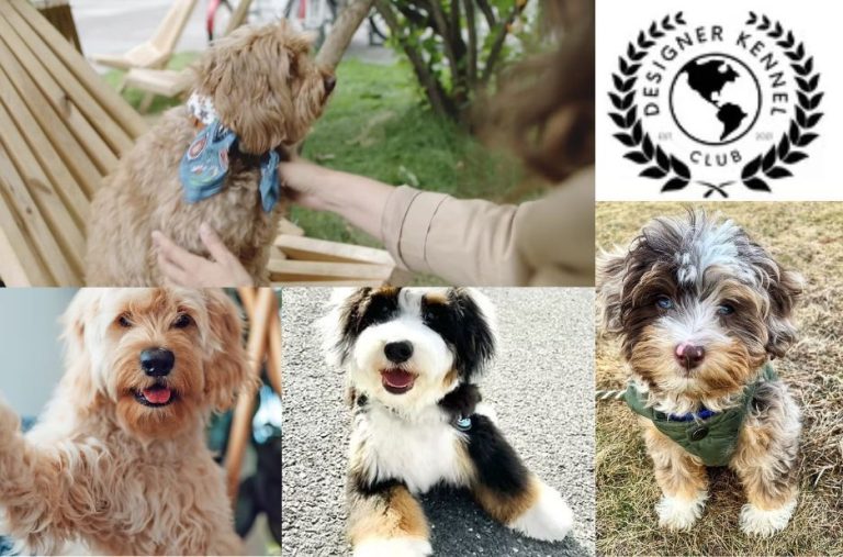 A Practical Guide to Registration for an Aussie Bichon