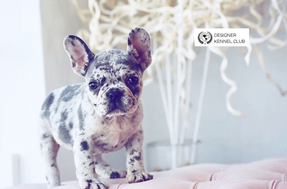 Exotic French Bulldog Registration: Buyer-Focused Checklist and Next Steps